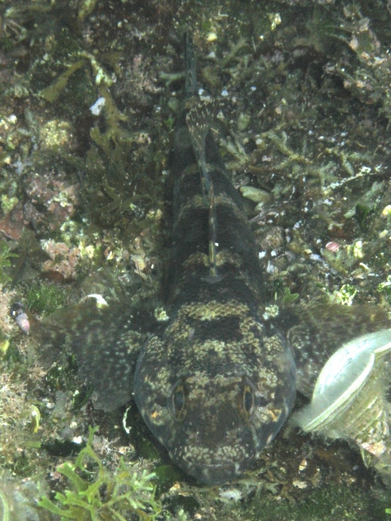 Gobius paganellus e Gobius cobitis